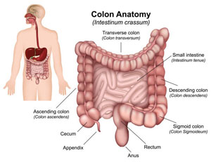 Colon Anatomy